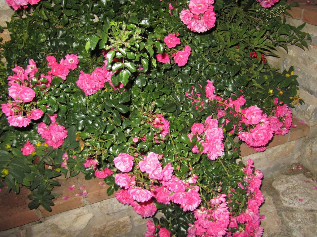 Agriturismo Borghetto Il Montino Rapolano Terme Luaran gambar