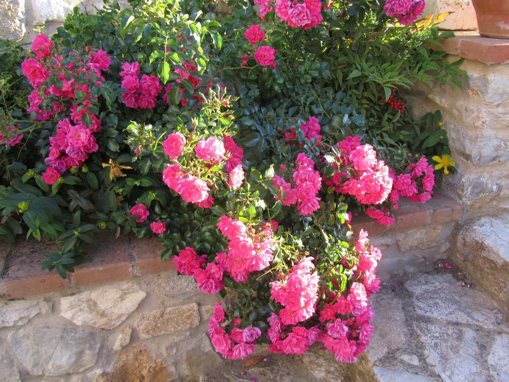 Agriturismo Borghetto Il Montino Rapolano Terme Luaran gambar